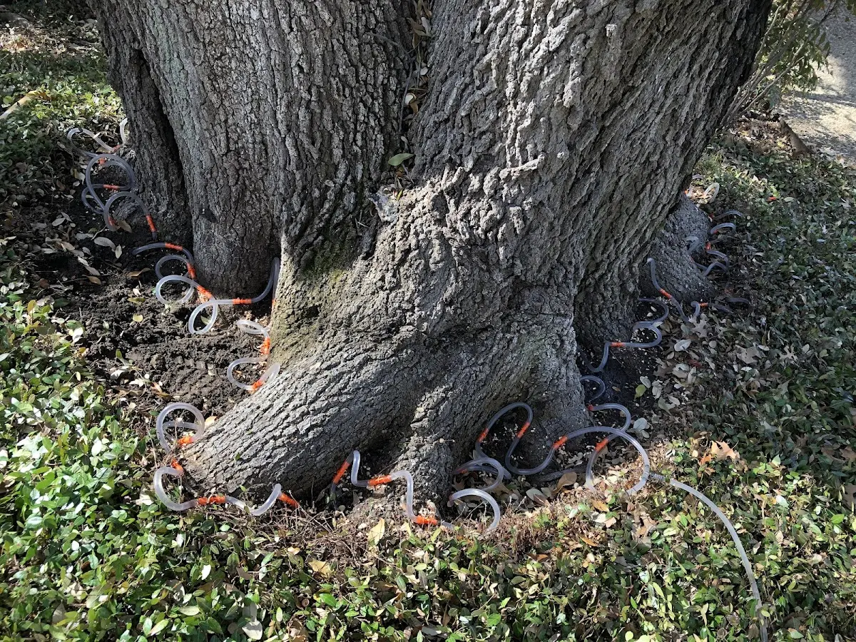 Detailed Shrub and Hedge Trimming job site in Justin