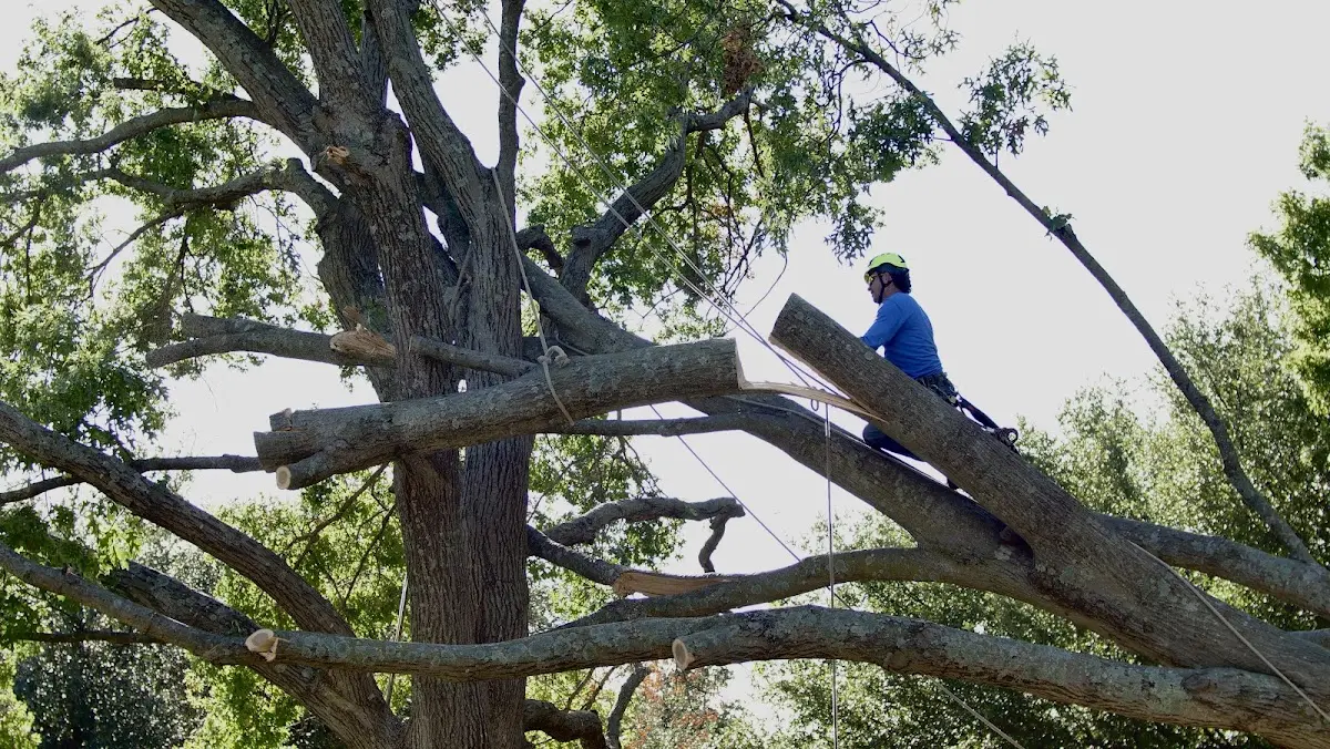 Professional Hazardous Tree Removal performed by certified arborists in Justin