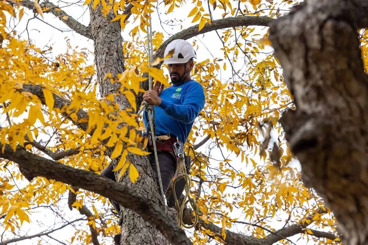 Skilled Tree Planing crew working in Justin